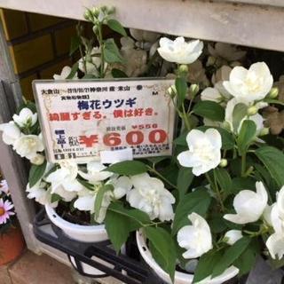 梅花うつぎ600円