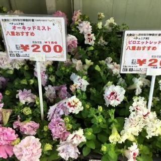 八重咲きペチュニア200円の画像