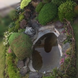 【取引終了】日本庭園、形のいい庭石、庭木、無料で差し上げます！た...