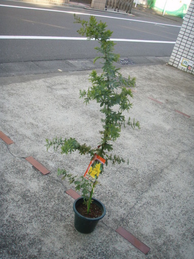 ミモザミモザアカシア苗木シンボルツリー５号 Basara 世田谷のその他の中古あげます 譲ります ジモティーで不用品の処分