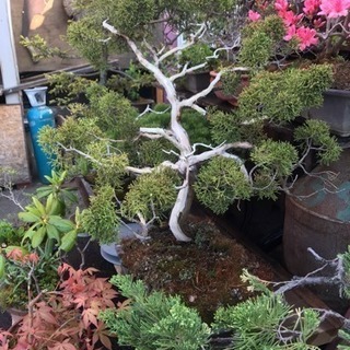 真柏盆栽、