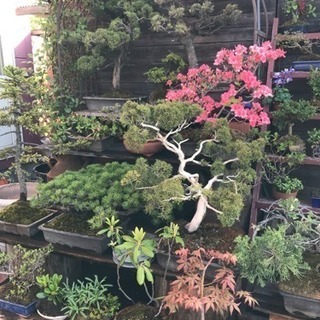 真柏盆栽、