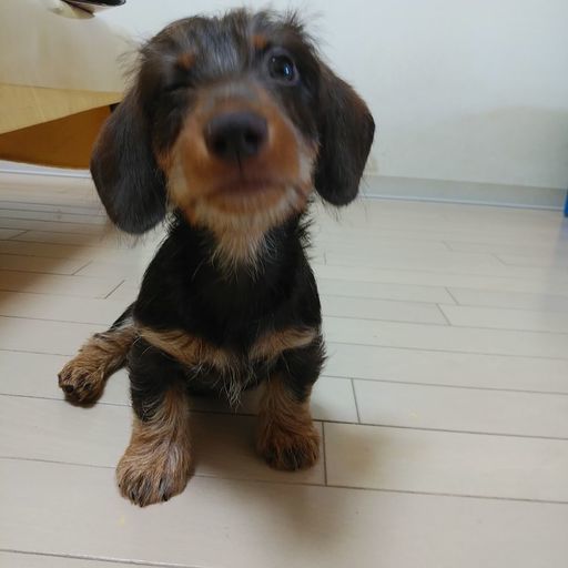 お話しが進んでいます ワイヤーダックス3ヵ月の女の子です みほ 吹田の犬の里親募集 ジモティー