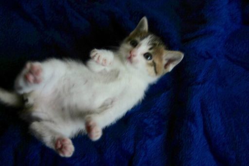 可愛い子猫里親募集 もこ 福山の猫の里親募集 ジモティー