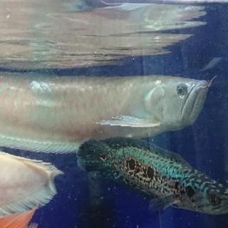 熱帯魚」シルバーアロワナと高背2匹セット
