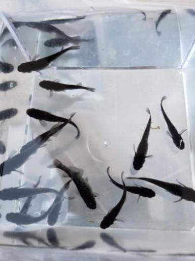 ブラックダイヤ オロチラメメダカ の稚魚15匹 2匹4セット 残0セット りっちゅんめだか 茨木市のその他の中古あげます 譲ります ジモティーで不用品の処分 ブラックダイヤ オロチラメメダカ の稚魚15匹 2匹4セット 残0セット りっちゅんめだか 茨木市のその他の中古あげます 譲ります ジモティーで不用品の処分
