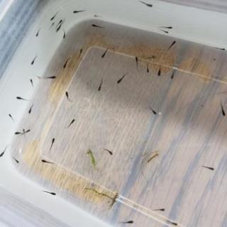 ブラックダイヤ オロチラメメダカ の稚魚15匹 2匹4セット 残0セット りっちゅんめだか 茨木市のその他の中古あげます 譲ります ジモティーで不用品の処分 ブラックダイヤ オロチラメメダカ の稚魚15匹 2匹4セット 残0セット りっちゅんめだか 茨木市のその他の中古あげます 譲ります ジモティーで不用品の処分