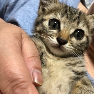 道路で車にはねられそうな所を保護しました。 − 鹿児島県