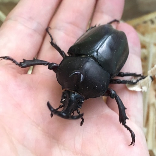 カブトムシの成虫 ヤマトカブトムシ Hk 八丁堀のその他の中古あげます 譲ります ジモティーで不用品の処分
