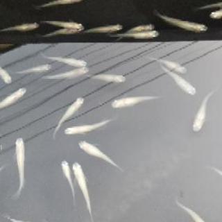 福岡県 福岡市の中古ミジンコ その他が無料 格安で買える ジモティー