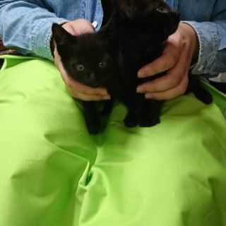 6月2日(日)の猫の譲渡会に出します❤️黒猫生後２ヶ月 男の子女の子 複数います。 - 猫