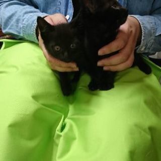 6月2日 日 の猫の譲渡会に出します 黒猫生後2ヶ月 男の子女の子 複数います みたか123 三鷹の猫の里親募集 ジモティー 6月2日 日 の猫の譲渡会に出します 黒猫生後2ヶ月 男の子女の子 複数います みたか123 三鷹の猫の里親募集 ジモティー
