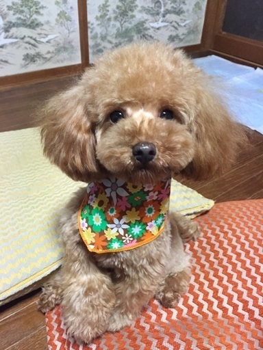 甘えん坊の可愛い女の子です あーちゃん 新潟のトイプードルの里親募集 ジモティー