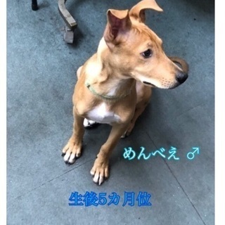 保健所からレスキュー🐶子犬4匹♂♀家族を待っています🍀会いに来てください❣️ - 台東区