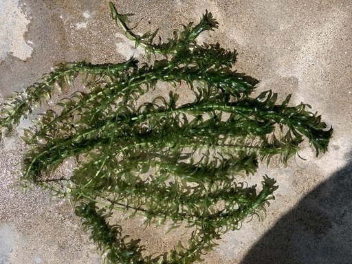 無料 水草 メダカ 金魚の水槽に オオカナダモ アナカリス Y 博多南のその他の中古あげます 譲ります ジモティーで不用品の処分