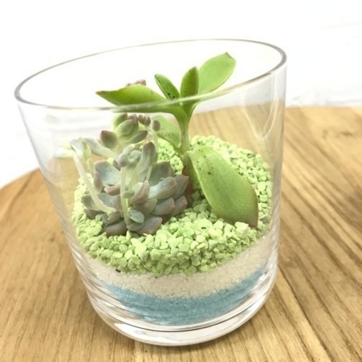 無料印刷可能多肉 植物 テラリウム ワーク ショップ すべての美しい花の画像 無料印刷可能多肉 植物 テラリウム ワーク ショップ すべての美しい花の画像