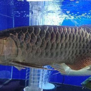 熱帯魚」シルバーアロワナと高背2匹セット