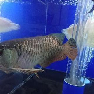 その他 「熱帯魚」シルバーアロワナと高背2匹セット
