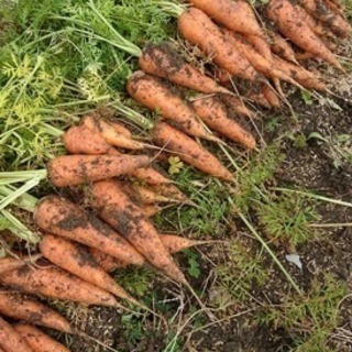 春日井市玉野町でレンタル農園で、野菜を作りませんか?