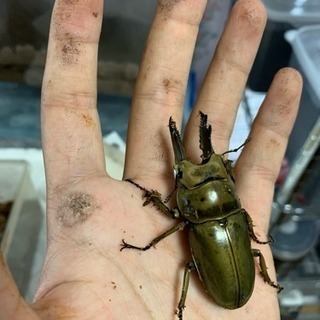 ババオウゴンオニクワガタ