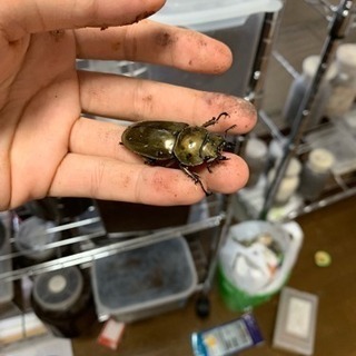 ババオウゴンオニクワガタ
