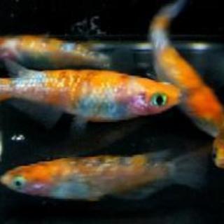 究極の横見三色 ラメ雲州三色錦メダカ 卵10個 トモリン 樟葉のその他の中古あげます 譲ります ジモティーで不用品の処分 究極の横見三色 ラメ雲州三色錦メダカ 卵10個 トモリン 樟葉のその他の中古あげます 譲ります ジモティーで不用品の処分