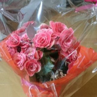 生花 ベゴニア ピンク フラワー