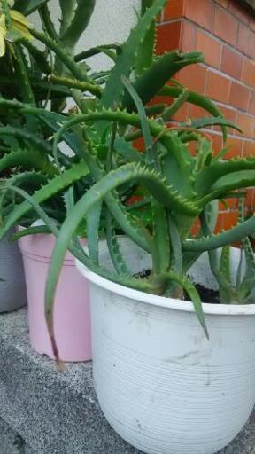 アロエ 医者要らず Takasi 摂津の生活雑貨の中古あげます 譲ります ジモティーで不用品の処分