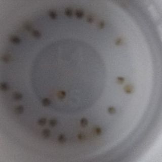 メダカ 卵 三色ラメ ブラックダイヤの卵 A ａちゃん あまのその他の中古あげます 譲ります ジモティーで不用品の処分