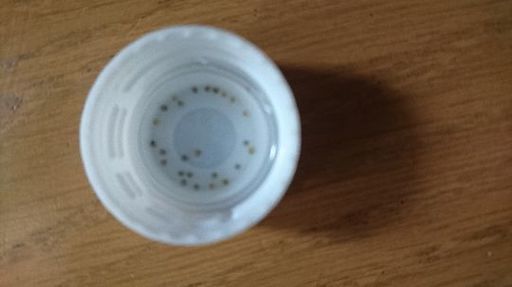 メダカ 卵 三色ラメ ブラックダイヤの卵 A ａちゃん あまのその他の中古あげます 譲ります ジモティーで不用品の処分