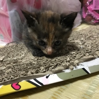 野良猫が産んだ仔猫→焦げ茶色 − 島根県