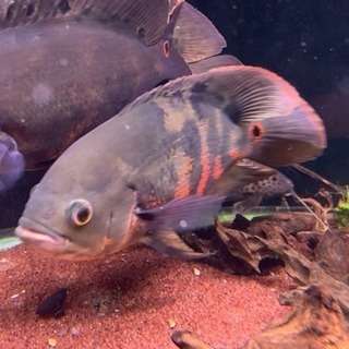 コロンビア オスカー 熱帯魚