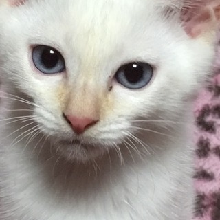 可愛い白猫 オス 生後2ヶ月〜3ヶ月