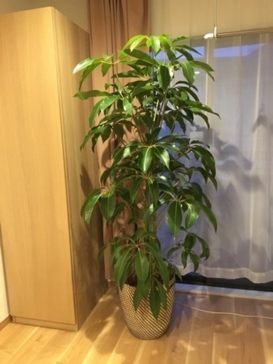 ◾️観葉植物 （特大 ）半額で！