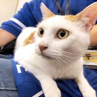 6月2日(日) 猫の譲渡会 名古屋市港区 社会福祉法人 中部盲導犬協会　みなと猫の会 主催の画像