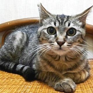 6月2日(日) 猫の譲渡会 名古屋市港区 社会福祉法人 中部盲導犬協会　みなと猫の会 主催 - 名古屋市