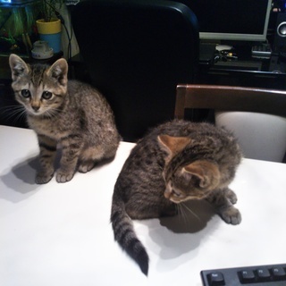 九条 大阪府の阪神なんば線 の猫の里親募集 ジモティー
