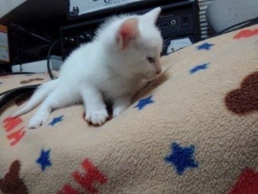 凄く可愛い子猫です シロたん 石部の猫の里親募集 ジモティー