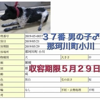 迷子犬、お迎えなし、期限が間近です😭