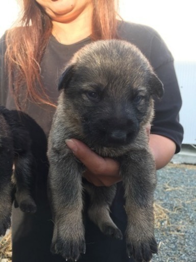 令和初誕生 ジャーマンシェパード まゆさん 菊池のペットショップの無料広告 無料掲載の掲示板 ジモティー