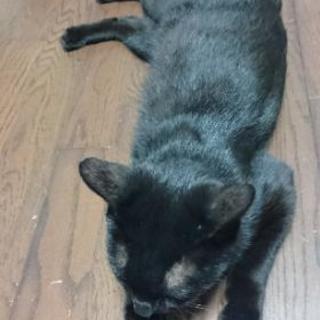 交渉中 大人しい黒猫ちゃんです おかゆ 福山の猫の里親募集 ジモティー