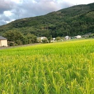 あわたま・ボランティアメンバー募集 - 吉野川市