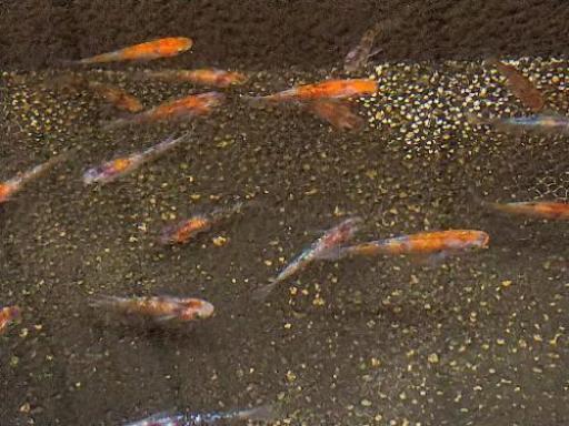 究極の横見三色 ラメ雲州三色錦メダカ 卵10個 トモリン 樟葉のその他の中古あげます 譲ります ジモティーで不用品の処分 究極の横見三色 ラメ雲州三色錦メダカ 卵10個 トモリン 樟葉のその他の中古あげます 譲ります ジモティーで不用品の処分