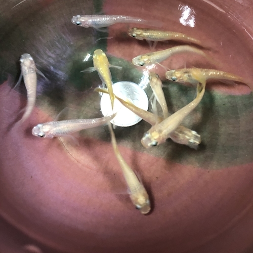 メダカヒレナガ白ラメ めだか屋ご長寿金魚 古賀のその他の中古あげます 譲ります ジモティーで不用品の処分 メダカヒレナガ白ラメ めだか屋ご長寿金魚 古賀のその他の中古あげます 譲ります ジモティーで不用品の処分