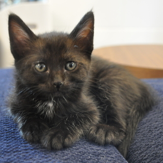 生後一か月半程度の黒猫さんです。