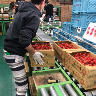 10月下旬頃迄倉庫内ミニトマト選別　余市町