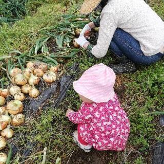 さつま芋植えのお手伝い募集