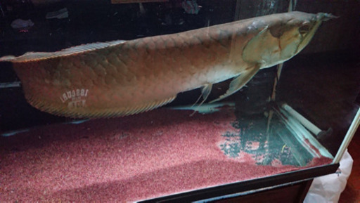 古代魚