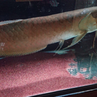 その他 古代魚