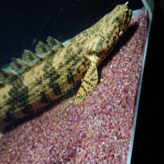 その他 古代魚